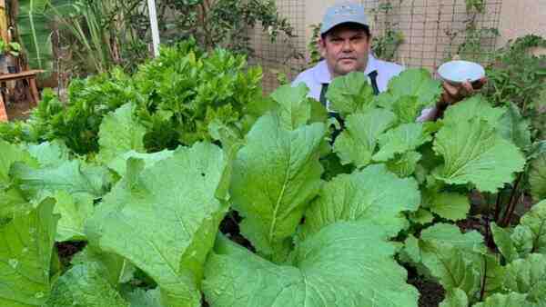 Cultivo de mostarda: cultivo de mostarda orgânica em horta doméstica