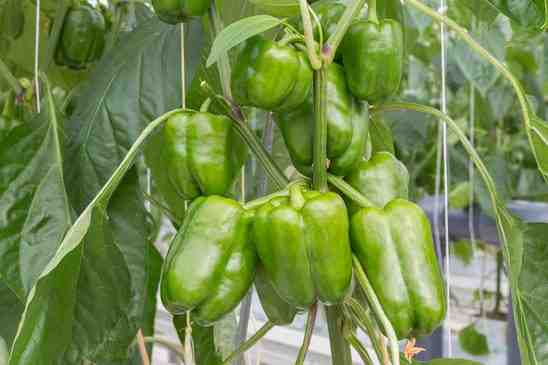 Cultivo de pimentão doce: cultivo de Capsicum na horta doméstica