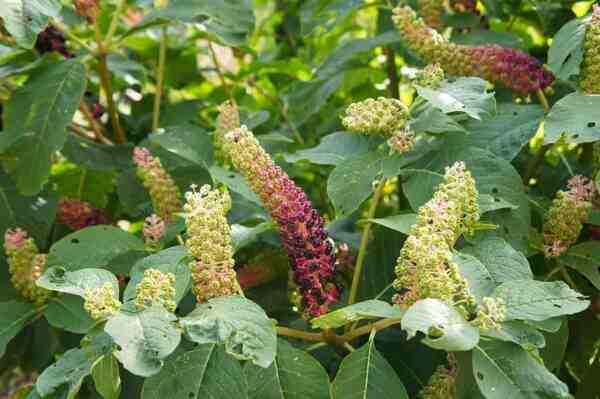 Cultivo de Pokeweed: cultivo orgânico de Pokeweed na horta doméstica