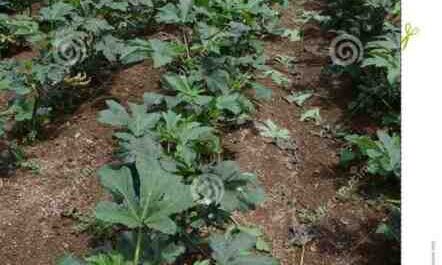 Cultivo de quiabo: agricultura orgânica de quiabo na horta doméstica