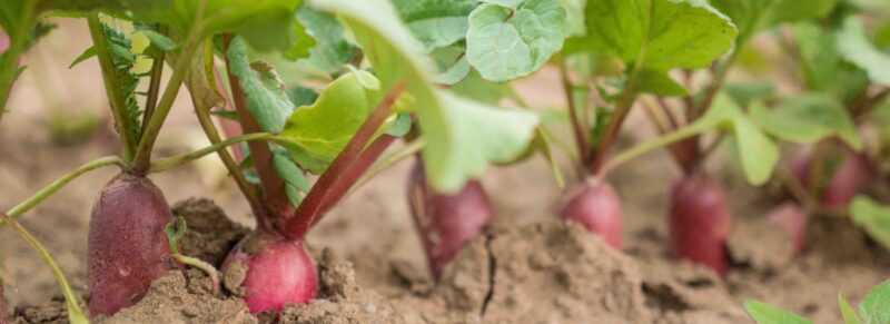Cultivo de rabanetes: cultivo de rabanete orgânico em hortas caseiras
