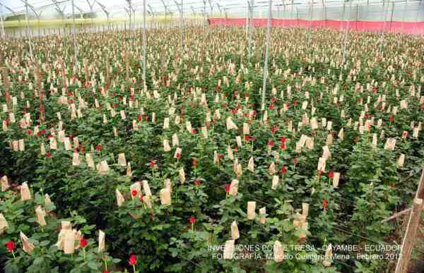 Cultivo de rosas: cultivo comercial de rosas para iniciantes