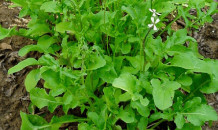 Cultivo de rúcula: cultivo orgânico de rúcula na horta doméstica