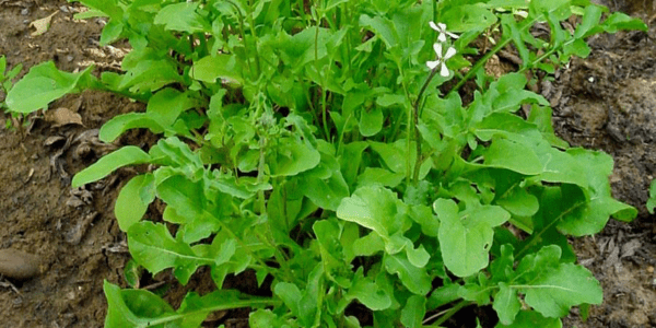 Cultivo de rúcula: cultivo orgânico de rúcula na horta doméstica