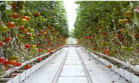 Cultivo de tomates: cultivo de tomate orgânico na horta doméstica