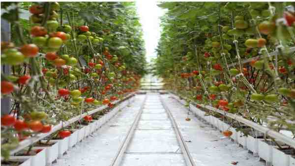 Cultivo de tomates: cultivo de tomate orgânico na horta doméstica
