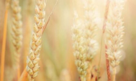 Cultivo de trigo: plano inicial de negócios para iniciantes