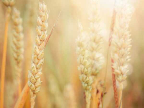 Cultivo de trigo: plano inicial de negócios para iniciantes