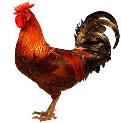 Derbyshire Redcap Chicken: Características e informações completas sobre a raça