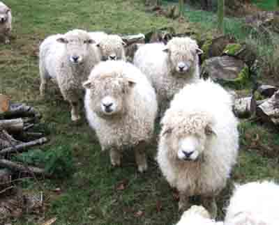 Devon Longwoolled Sheep: características, usos e informações sobre a raça