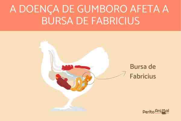 Doença de Gumboro: Como controlar doenças e salvar aves