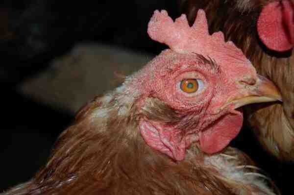 Doença de Mareks: como controlar e salvar galinhas avícolas