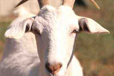 Don Goat: características, usos e informações completas sobre a raça
