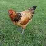 Easter Egger Chicken: Características, temperamento e informações completas sobre a raça