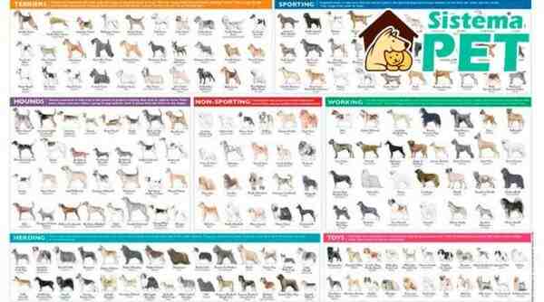 Escolhendo uma raça de frango: como escolher o frango certo