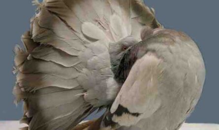 Fantail Pigeon: Características, Origem, Usos e Informação da Raça