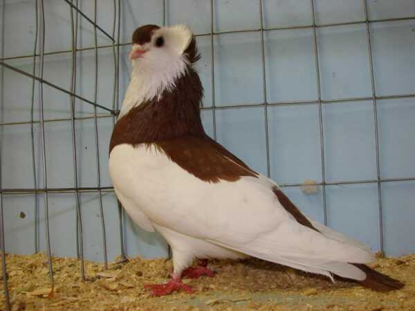 Felegyhaza Tumbler Pigeon: Características e informações sobre a raça
