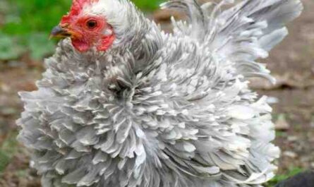 Frizzle Chicken: Características, temperamento e informações completas da raça