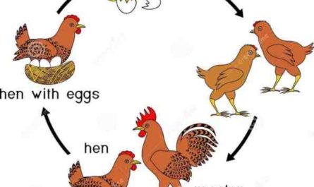 Galinhas em crescimento: o que é galinhas em crescimento e como criá-las