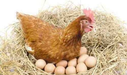 Galinhas que botam ovos coloridos: raças de galinhas botam ovos coloridos