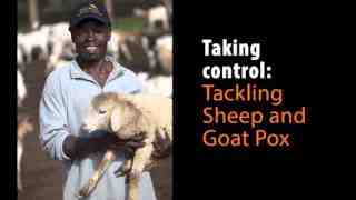 Goat Pox: como controlar doenças e salvar animais
