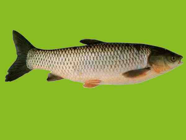 Grass Carp Fish: Características, Alimentação, Criação e Informações Completas