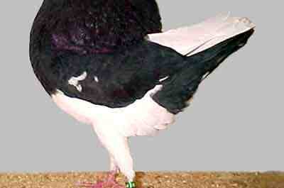 Holle Cropper Pigeon: características, usos e informações sobre a raça