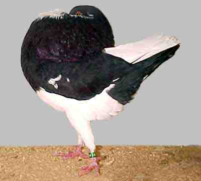 Holle Cropper Pigeon: características, usos e informações sobre a raça