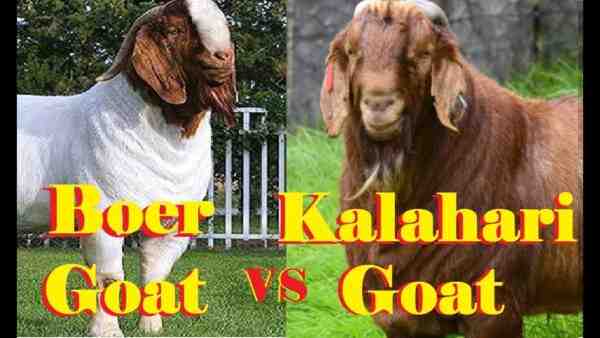 Kalahari Red Goat: Características, usos e informações completas sobre a raça