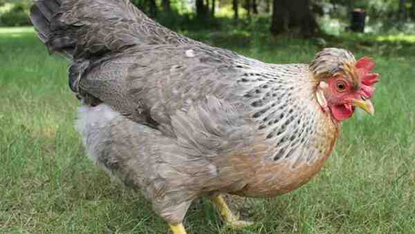 Legbar Chicken: Características, temperamento e informações completas da raça
