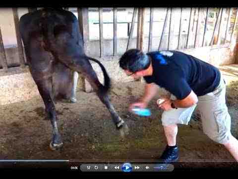 Limpando uma vaca: como limpar uma vaca (guia do iniciante)