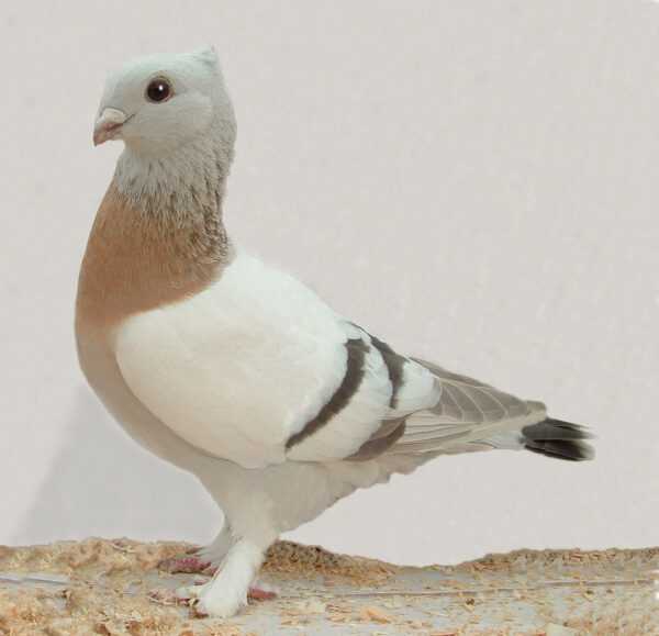 Lucerne Gold Collar Pigeon: Características e informações sobre a raça