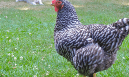 Mantendo as galinhas frescas em clima quente: como manter as galinhas frescas