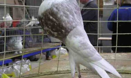 Norwich Cropper Pigeon: aparência, origem, usos e informações sobre a raça