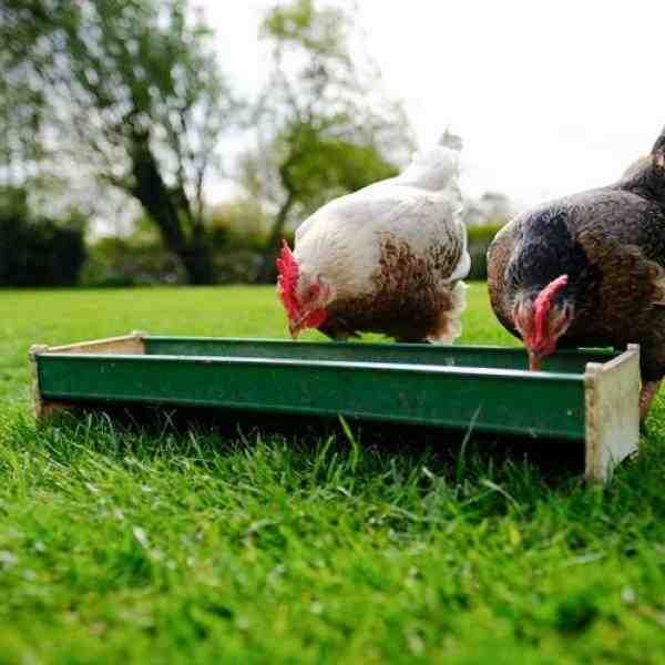 O que as galinhas selvagens comem: informações sobre os hábitos alimentares de galinhas selvagens