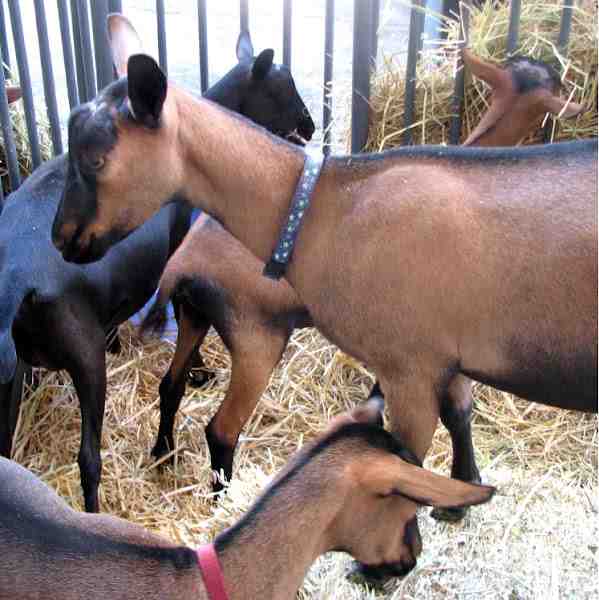 Criação de cabras em Oberhasli: plano de arranque de empresas para principiantes