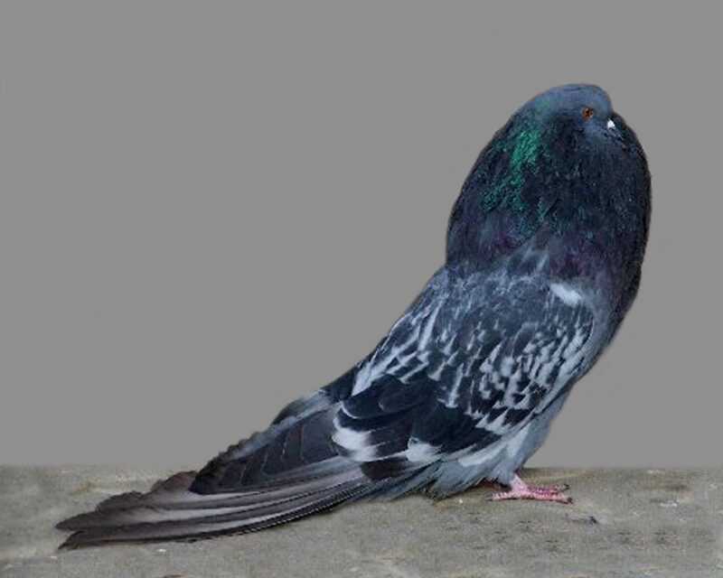 Old German Cropper Pigeon: Características e informações sobre a raça
