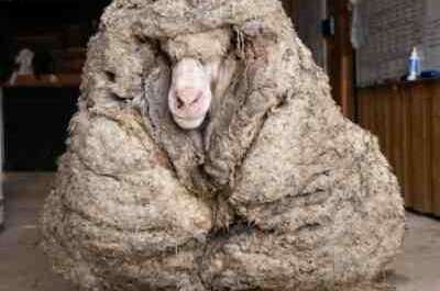 Ovelha de lã grossa da Pomerânia: características e informações sobre a raça