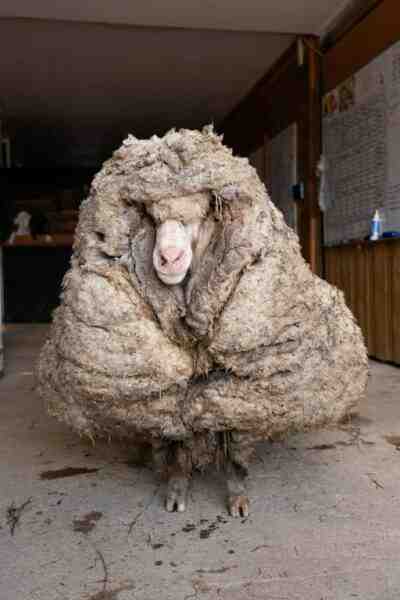 Ovelha de lã grossa da Pomerânia: características e informações sobre a raça