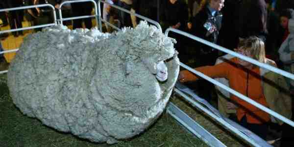 Ovelha de lã semicoarse armênia: características e informações sobre a raça
