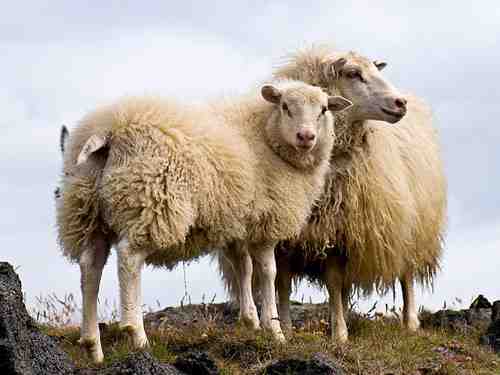 Ovelhas islandesas: características, origem, usos e informações sobre a raça