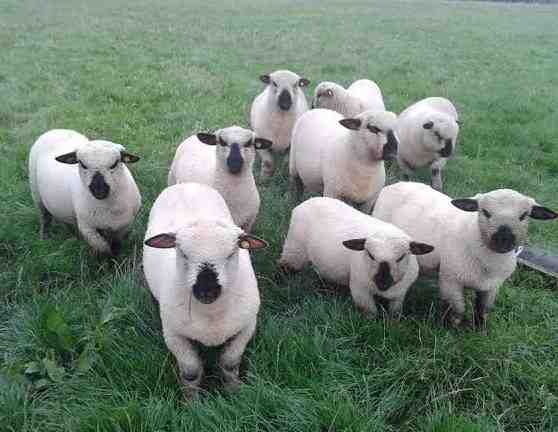 Oxford Down Sheep: características, usos e informações sobre a raça