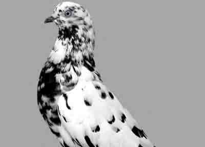 Parlor Roller Pigeon: características, usos e informações sobre a raça