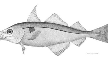 Peixe arinca: características, dieta, criação e usos
