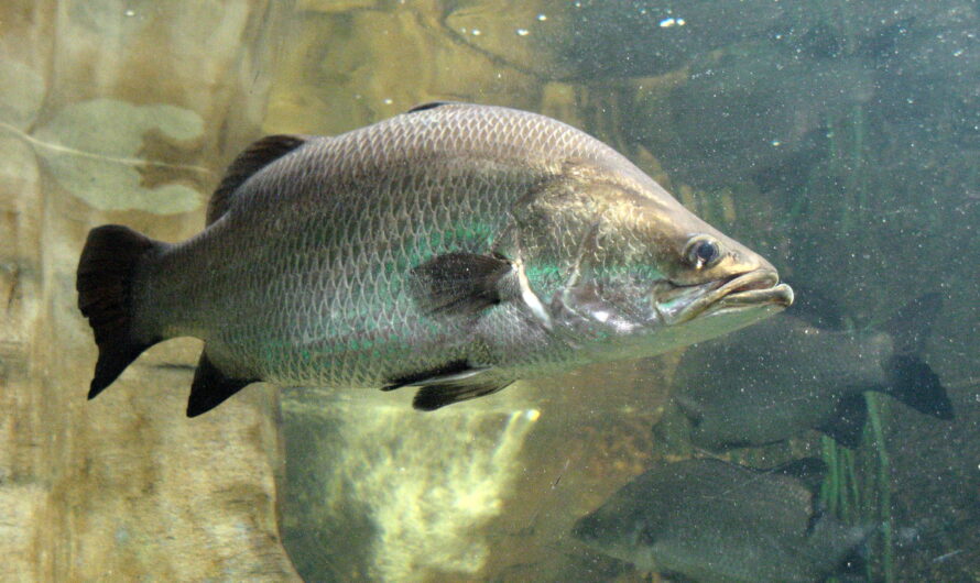 Peixe Barramundi: Características, Alimentação, Criação e Informações Completas