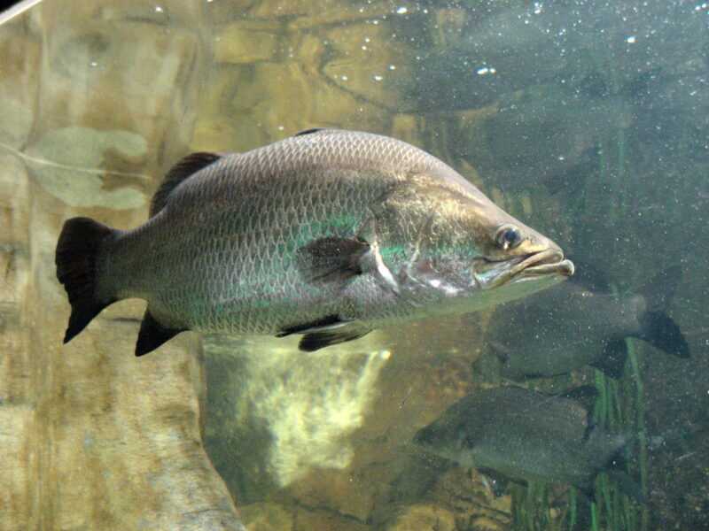 Peixe Barramundi: Características, Alimentação, Criação e Informações Completas