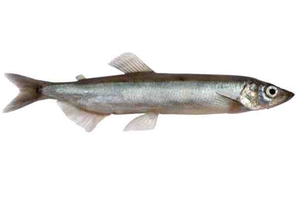 Peixe Capelim: Características, Dieta, Criação e Usos