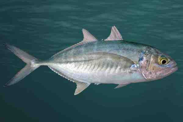 Peixe Carapau do Atlântico: Características, Dieta, Criação e Usos
