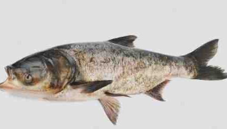 Peixe carpa cabeça-dura: características, alimentação e reprodução