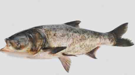 Peixe carpa cabeça-dura: características, alimentação e reprodução